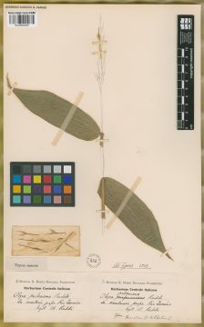 Ejemplar Olyra pubescens Raddi