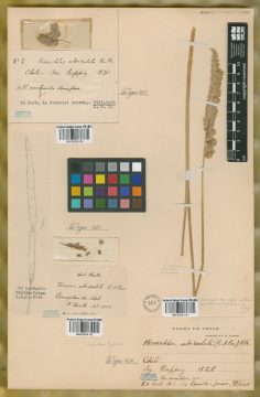 Ejemplar Hierochloe utriculata (Ruiz & Pav.) Kunth