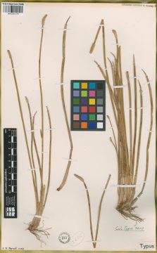 Ejemplar Heleocharis parodii Barros