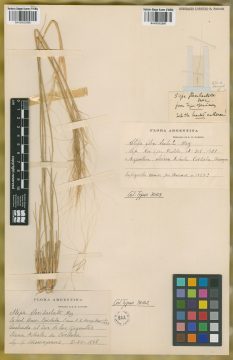 Ejemplar Stipa flexibarbata Mez