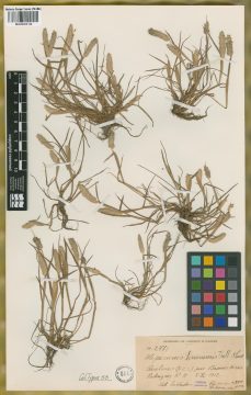 Ejemplar Alopecurus bonariensis Parodi & Thell.