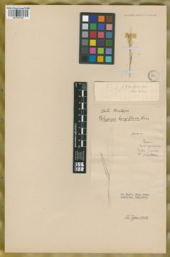 Ejemplar Polygonon longiflorus Nees ex Trin.