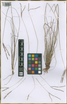Ejemplar Paspalum schesslii Bonasora & G.H. Rua