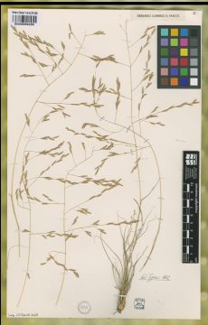 Ejemplar Eragrostis acutiglumis Parodi