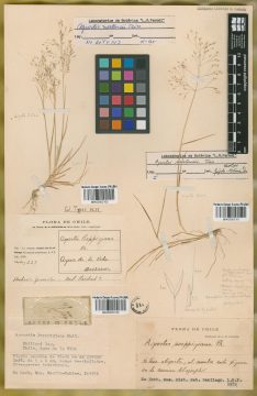 Ejemplar Agrostis poeppigiana Phil.