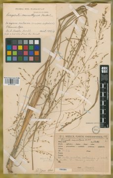 Ejemplar Eragrostis macrothyrsa Hack.
