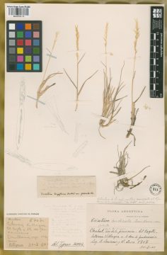 Ejemplar Trisetum longiglume Hack. var. glabratum Nicora