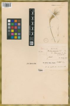 Ejemplar Hordeum comosum J. Presl var. flavescens E. Desv.